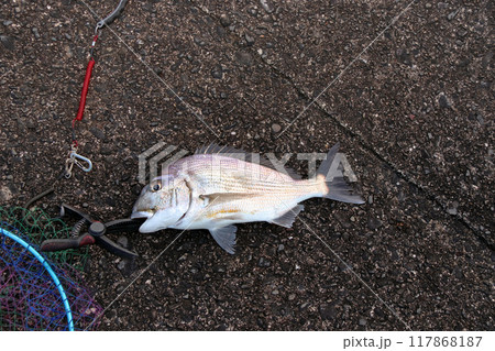 堤防から釣れた魚 ヘダイ 平鯛 堤防から釣れた魚 ヘダイ 平鯛 117868187