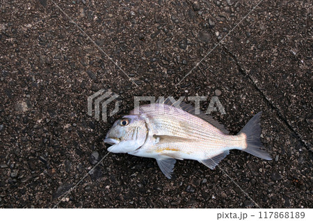 堤防から釣れた魚 ヘダイ 平鯛 堤防から釣れた魚 ヘダイ 平鯛 117868189