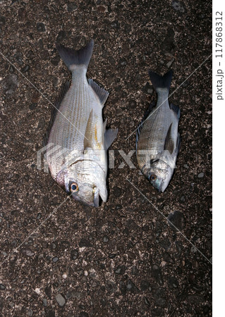 堤防から釣れた魚 ヘダイ・平鯛・チヌ・クロダイ・黒鯛 堤防から釣れた魚 ヘダイ・平鯛・チヌ・クロダイ・黒鯛 117868312