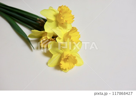 スイセンの切り花 黄色 スイセンの切り花 黄色 117868427