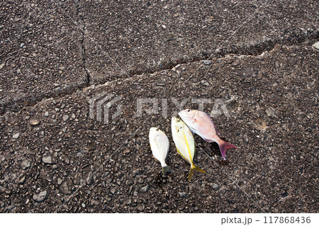 堤防から釣れた魚　タイ・鯛・ヘダイ・平鯛・シマアジ 117868436