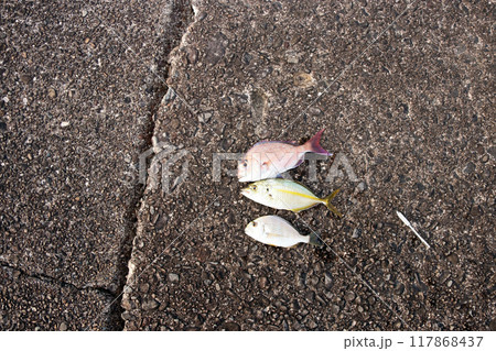 堤防から釣れた魚 タイ・鯛・ヘダイ・平鯛・シマアジ 堤防から釣れた魚 タイ・鯛・ヘダイ・平鯛・シマアジ 117868437