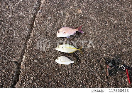 堤防から釣れた魚 タイ・鯛・ヘダイ・平鯛・シマアジ 堤防から釣れた魚 タイ・鯛・ヘダイ・平鯛・シマアジ 117868438
