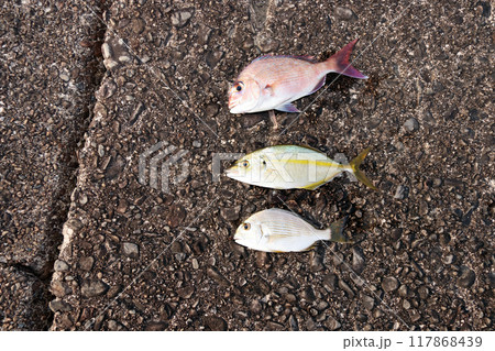 堤防から釣れた魚 タイ・鯛・ヘダイ・平鯛・シマアジ 堤防から釣れた魚 タイ・鯛・ヘダイ・平鯛・シマアジ 117868439