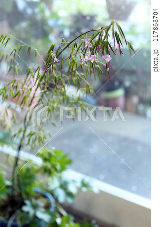 くさやつで(草八手) キク科 くさやつで(草八手) キク科 117868704