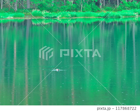 小雨降る深緑の御射鹿池と水鳥 117868722