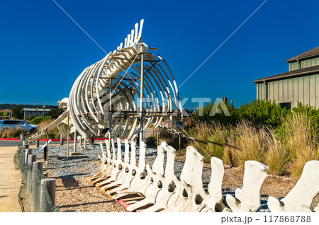 Complete blue whale skeleton on display at a Marine Laboratory of the University of California, Santa Cruz, United States 117868788