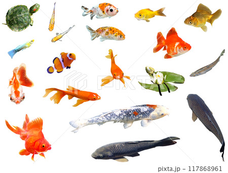 切り抜き素材セットー水辺の生き物 117868961