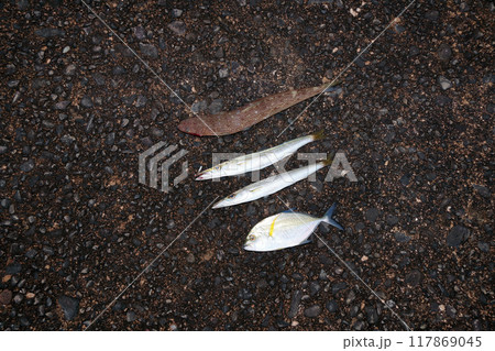 堤防から釣れた魚　エソ、カマス、メッキアジ、カスミアジ 117869045