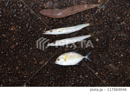 堤防から釣れた魚 エソ、カマス、メッキアジ、カスミアジ 堤防から釣れた魚 エソ、カマス、メッキアジ、カスミアジ 117869046