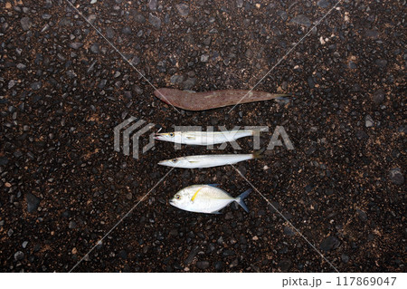 堤防から釣れた魚　エソ、カマス、メッキアジ、カスミアジ 117869047
