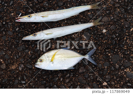 堤防から釣れた魚　エソ、カマス、メッキアジ、カスミアジ 117869049