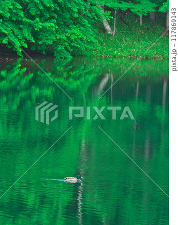 深緑と水鏡の御射鹿池を泳ぐ水鳥 117869143