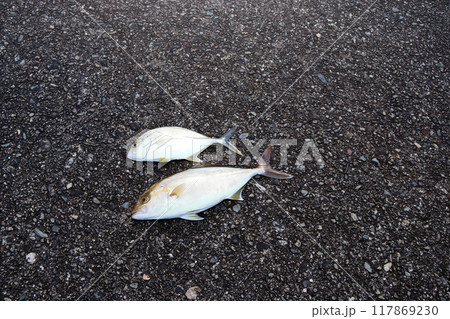 堤防から釣れた魚 シオ、カンパチ、メッキアジ、カスミアジ 堤防から釣れた魚 シオ、カンパチ、メッキアジ、カスミアジ 117869230