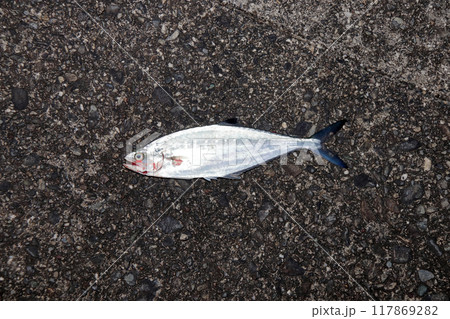 堤防から釣れた魚 イケカツオ、生鰹、逆鈎鰹 堤防から釣れた魚 イケカツオ、生鰹、逆鈎鰹 117869282