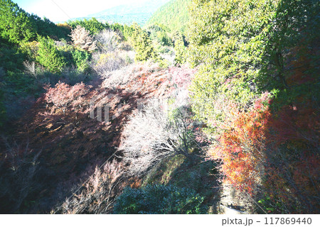 紅葉がきれいな宮路山 117869440