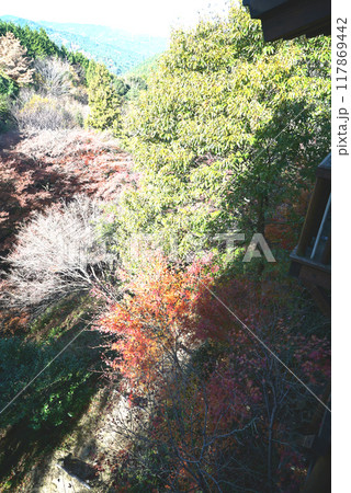 紅葉がきれいな宮路山 117869442