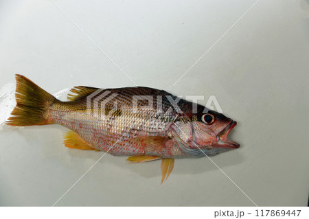 堤防から釣れた魚　オジサン,叔父さん、伯父さん　Ojisan 117869447