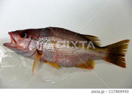 堤防から釣れた魚 オジサン,叔父さん、伯父さん Ojisan 堤防から釣れた魚 オジサン,叔父さん、伯父さん Ojisan 117869450
