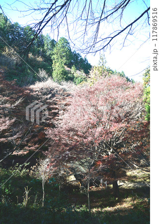 紅葉がきれいな宮路山 117869516