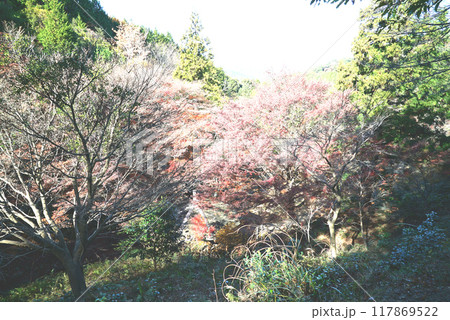 紅葉がきれいな宮路山 117869522