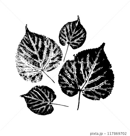 Four black and white leaf prints on a white background, showcasing intricate vein details. Concept of nature, simplicity, and elegance Four black and white leaf prints on a white background, showcasing intricate vein details. Concept of nature, simplicity, and elegance 117869702