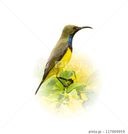 Olive-backed sunbird perching on a tree branch looking into a distance 117869959