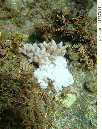 群れるユビノウハナガサウミウシ 117870114