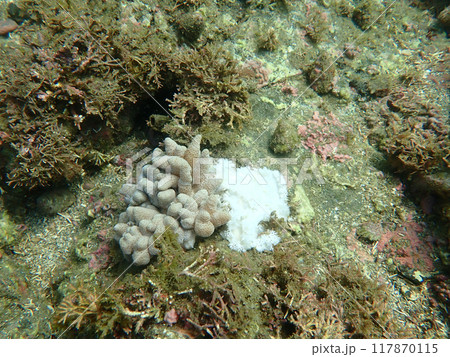 ユビノウハナガサを食べるユビノウハナガサウミウシ 117870115