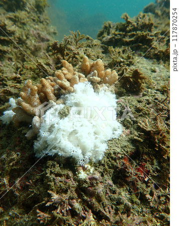 ユビノウハナガサウミウシがまとまる時 117870254