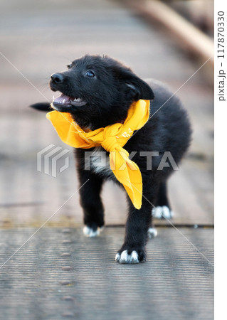Black puppy mutt dog in yellow scarf outdoors Black puppy mutt dog in yellow scarf outdoors 117870330