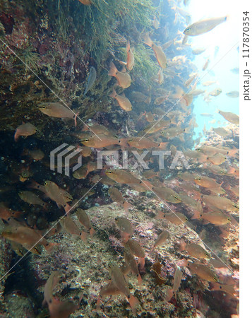 ネンブツダイ 群れ ネンブツダイ 群れ 117870354