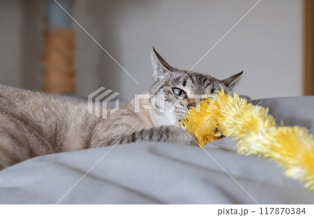 おもちゃで遊ぶ猫 おもちゃで遊ぶ猫 117870384