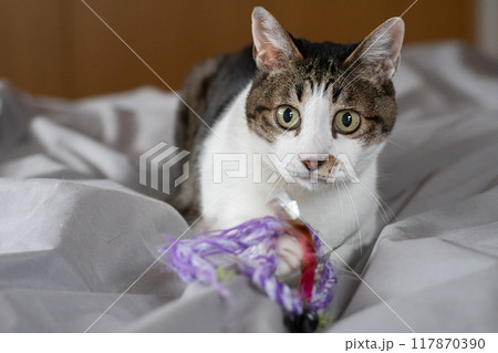おもちゃで遊ぶ猫 キジトラ猫 おもちゃで遊ぶ猫 キジトラ猫 117870390
