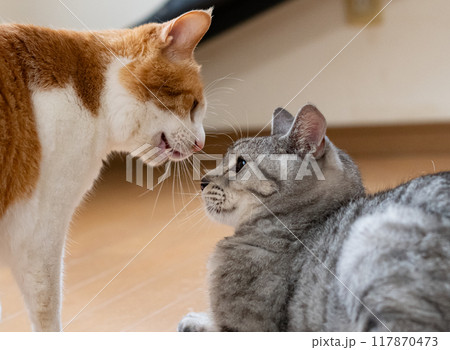 にらみ合う二匹の猫 117870473