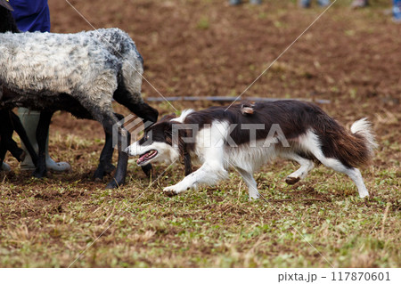 Border Collie sheepdog working with a flock of sheep 117870601