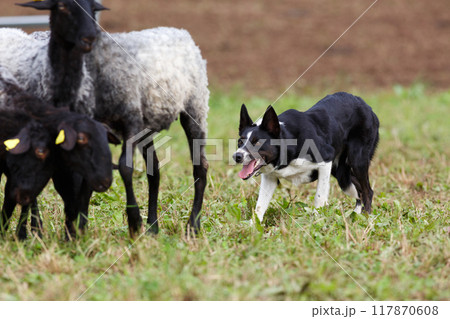 Border Collie sheepdog working with a flock of sheep Border Collie sheepdog working with a flock of sheep 117870608