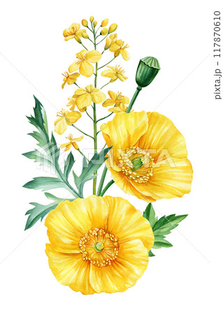 Yellow Flowers, branch leaves, buds watercolor illustration, floral clipart arrangements, wedding design. Rapeseed poppy 117870610