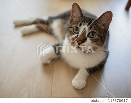 床に寝そべり見つめる猫 117870617