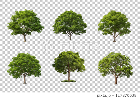 Tree Collection Bundle Set Isolated on a Transparent Background Tree Collection Bundle Set Isolated on a Transparent Background 117870639