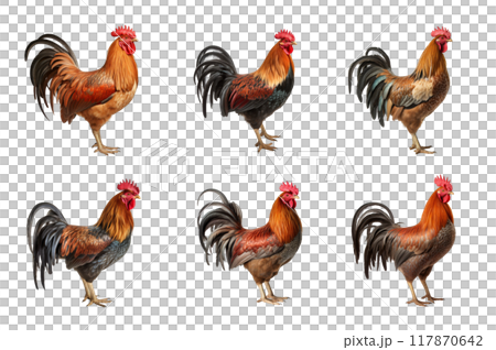 Rooster Collection Bundle Set Isolated on a Transparent Background Rooster Collection Bundle Set Isolated on a Transparent Background 117870642