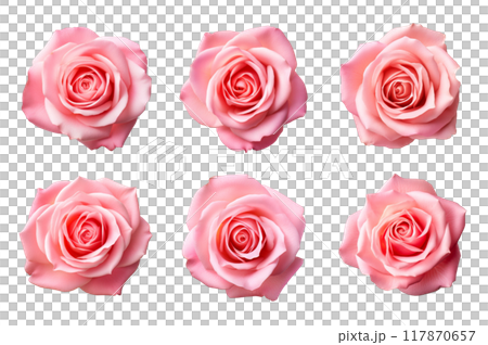 Pink Rose Collection Bundle Set Isolated on a Transparent Background 117870657
