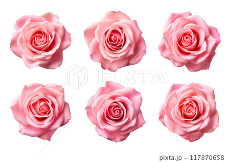 Pink Rose Collection Bundle Set Isolated on a Transparent Background 117870658