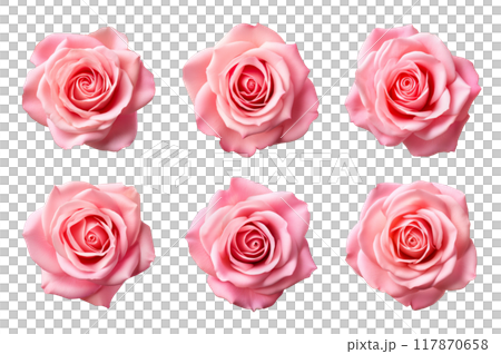 Pink Rose Collection Bundle Set Isolated on a Transparent Background 117870658