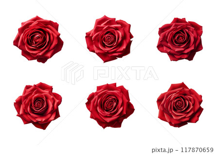 Red Rose Collection Bundle Set Isolated on a Transparent Background 117870659