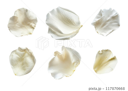 White Rose Petal Collection Bundle Set Isolated on a Transparent Background 117870668