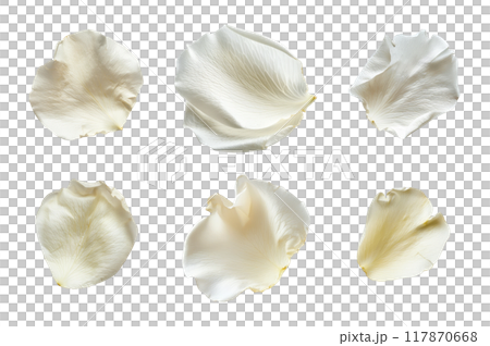 White Rose Petal Collection Bundle Set Isolated on a Transparent Background 117870668