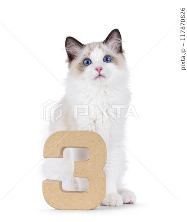Ragdoll cat kitten on white background Ragdoll cat kitten on white background 117870826