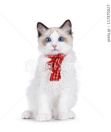 Ragdoll cat kitten on white background Ragdoll cat kitten on white background 117870827