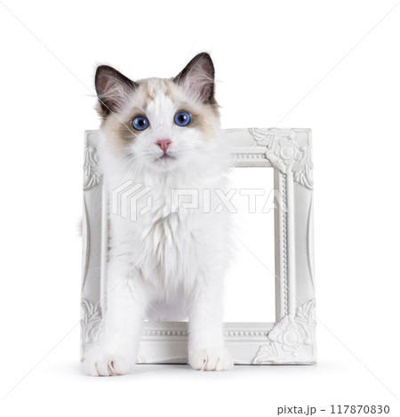 Ragdoll cat kitten on white background Ragdoll cat kitten on white background 117870830